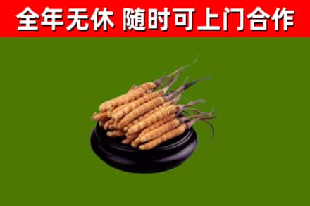 米易烟酒回收冬虫夏草.jpg