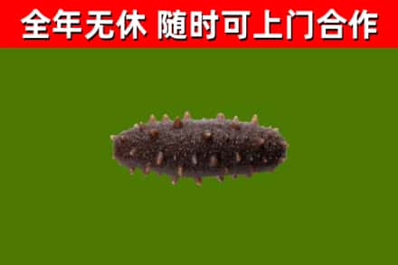 米易烟酒回收干海参.jpg
